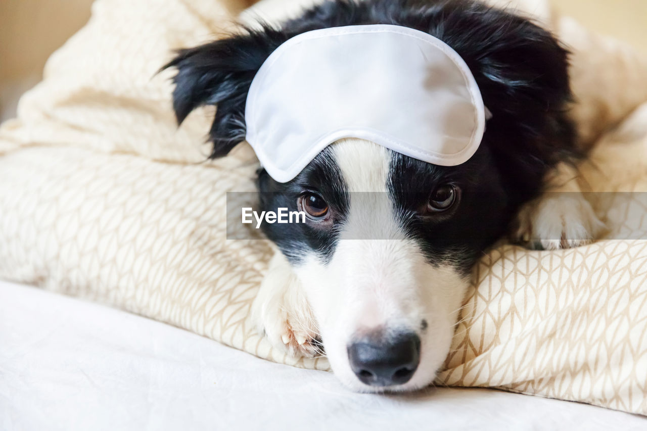 CLOSE-UP PORTRAIT OF DOG RESTING ON BED