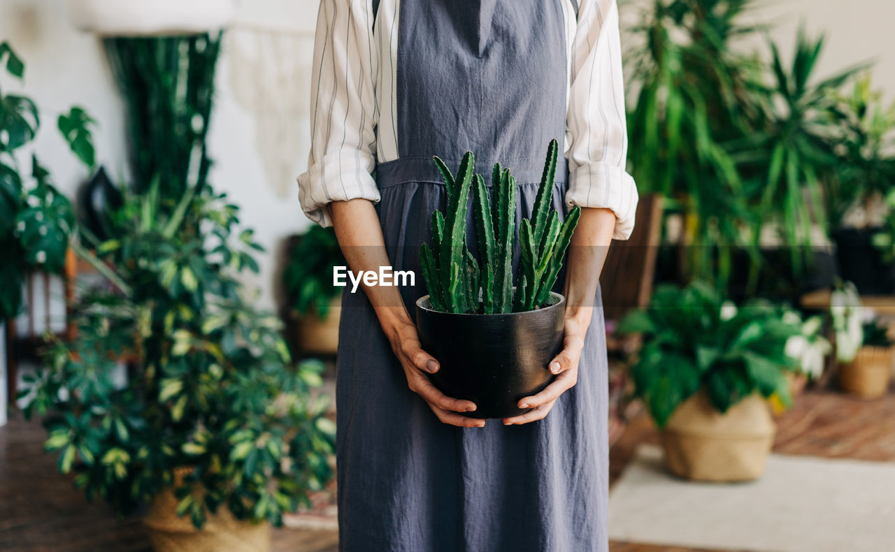 Unrecognizable female florist seller holding a potted succulent.