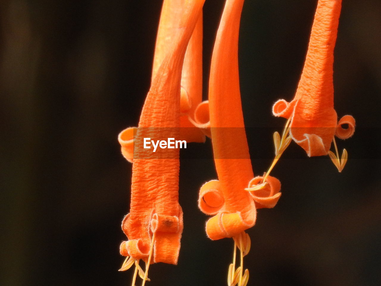 CLOSE-UP OF ORANGE FLOWER