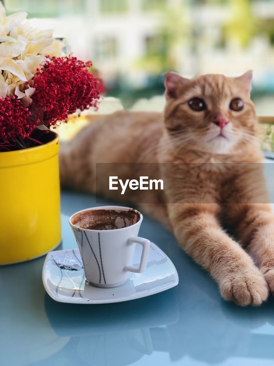 CAT WITH COFFEE CUP ON TABLE