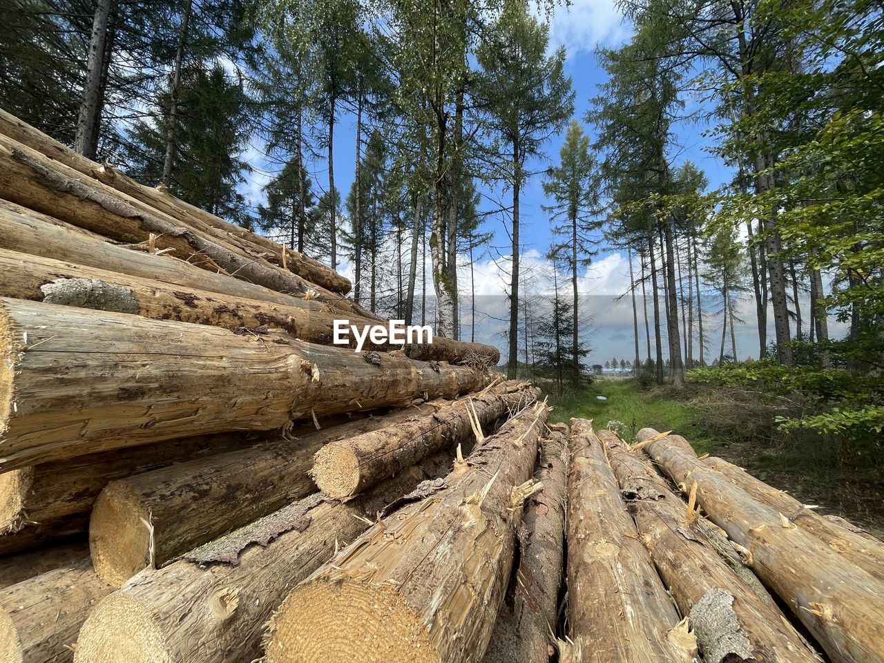 LOW ANGLE VIEW OF LOGS ON FOREST