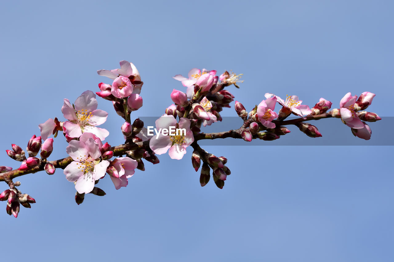 CLOSE-UP OF CHERRY BLOSSOMS AGAINST CLEAR SKY