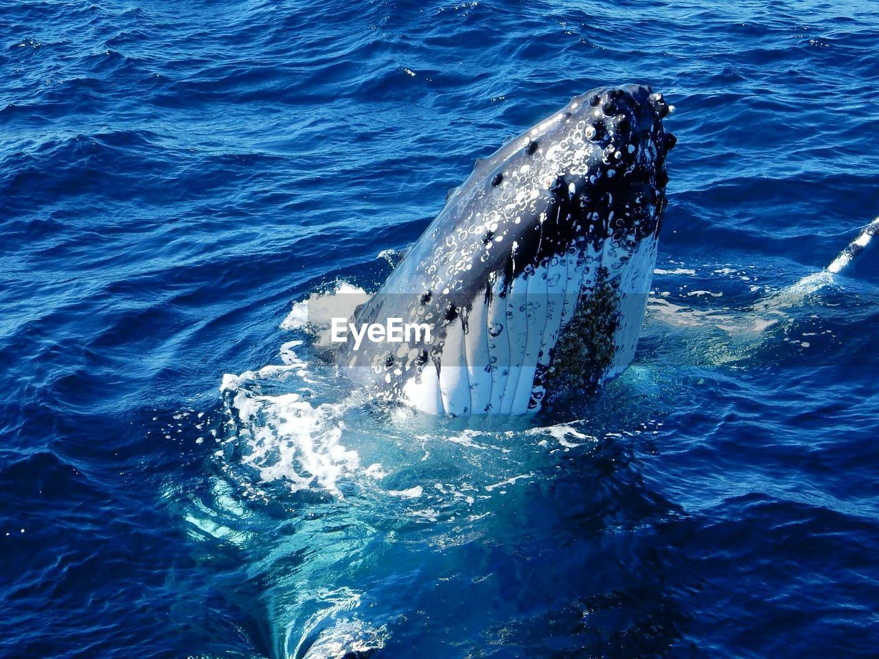 Humpback whale up close