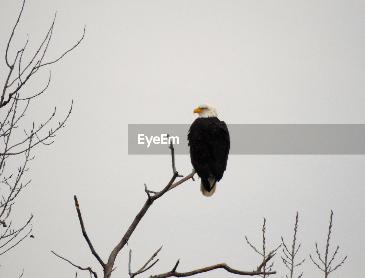 LOW ANGLE VIEW OF BIRD PERCHING ON BRANCH AGAINST SKY