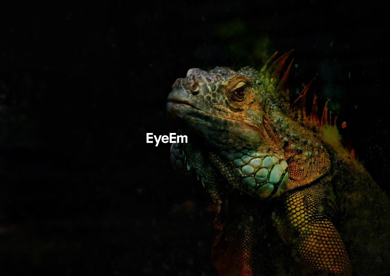 Close-up of iguana against black background