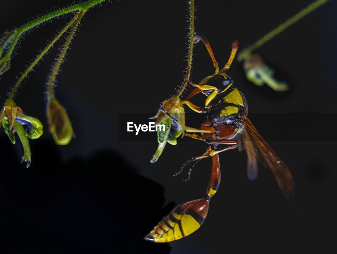 CLOSE-UP OF INSECT ON LEAF