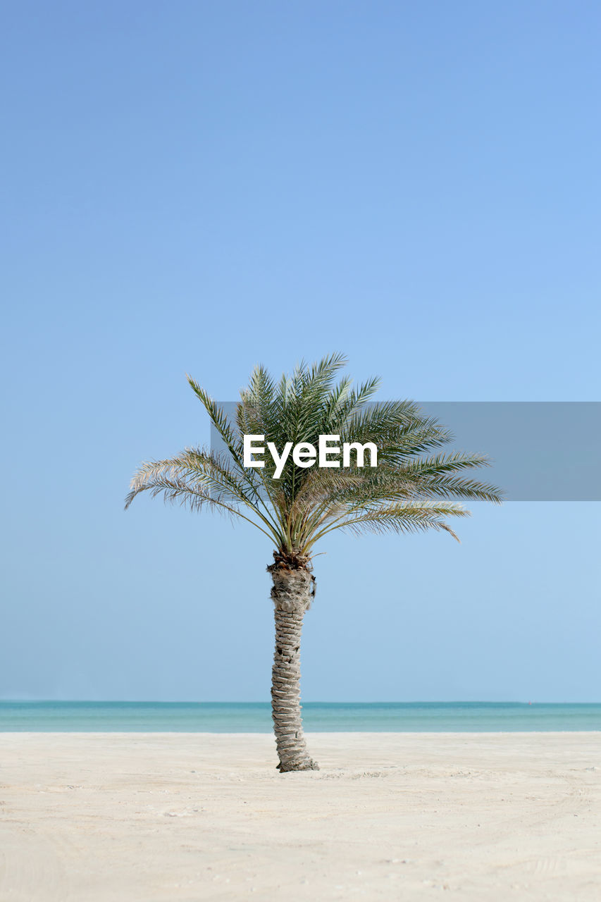 Palm tree at beach against clear blue sky