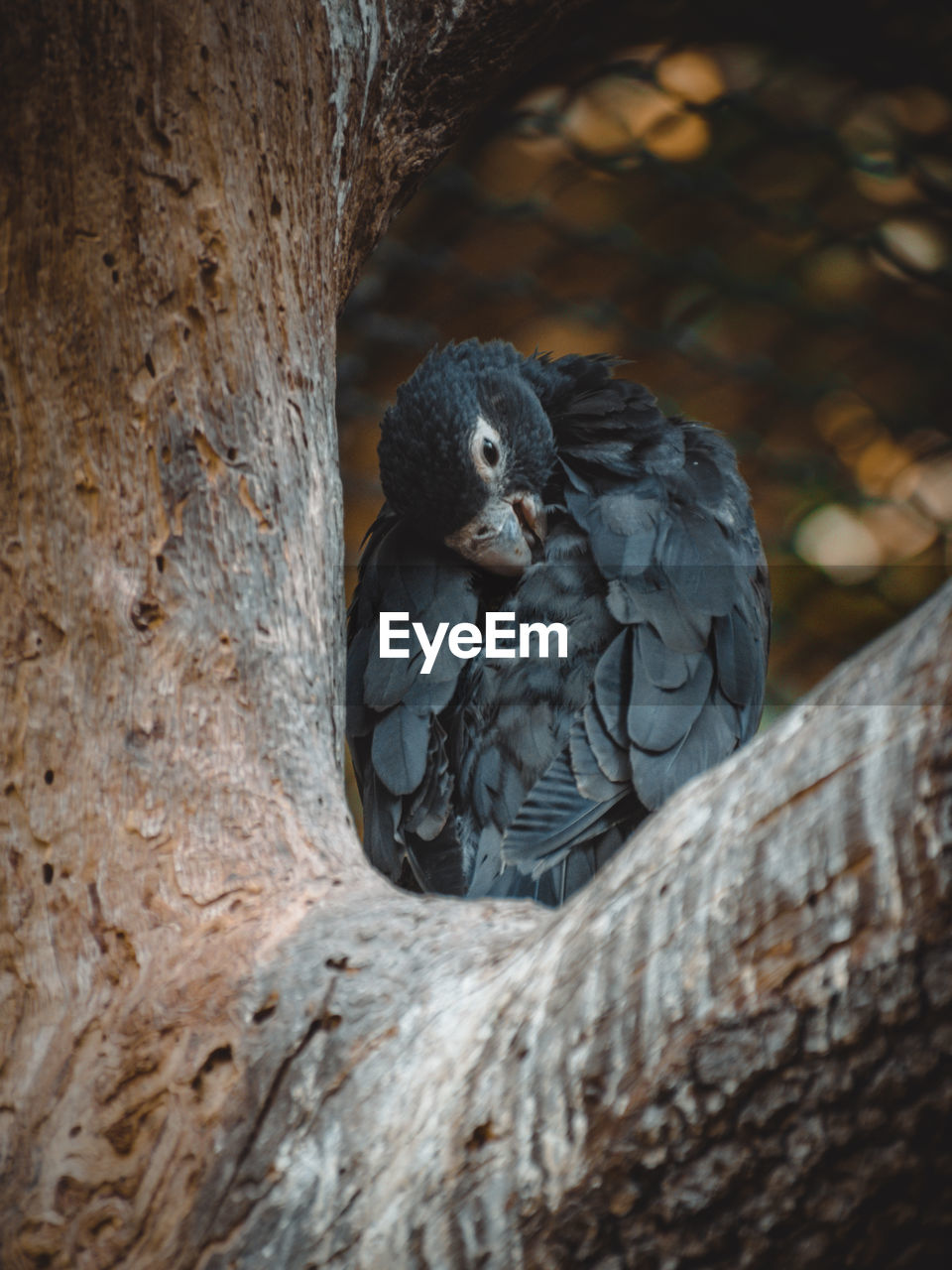 A fantastic view on a coracopsis parrot