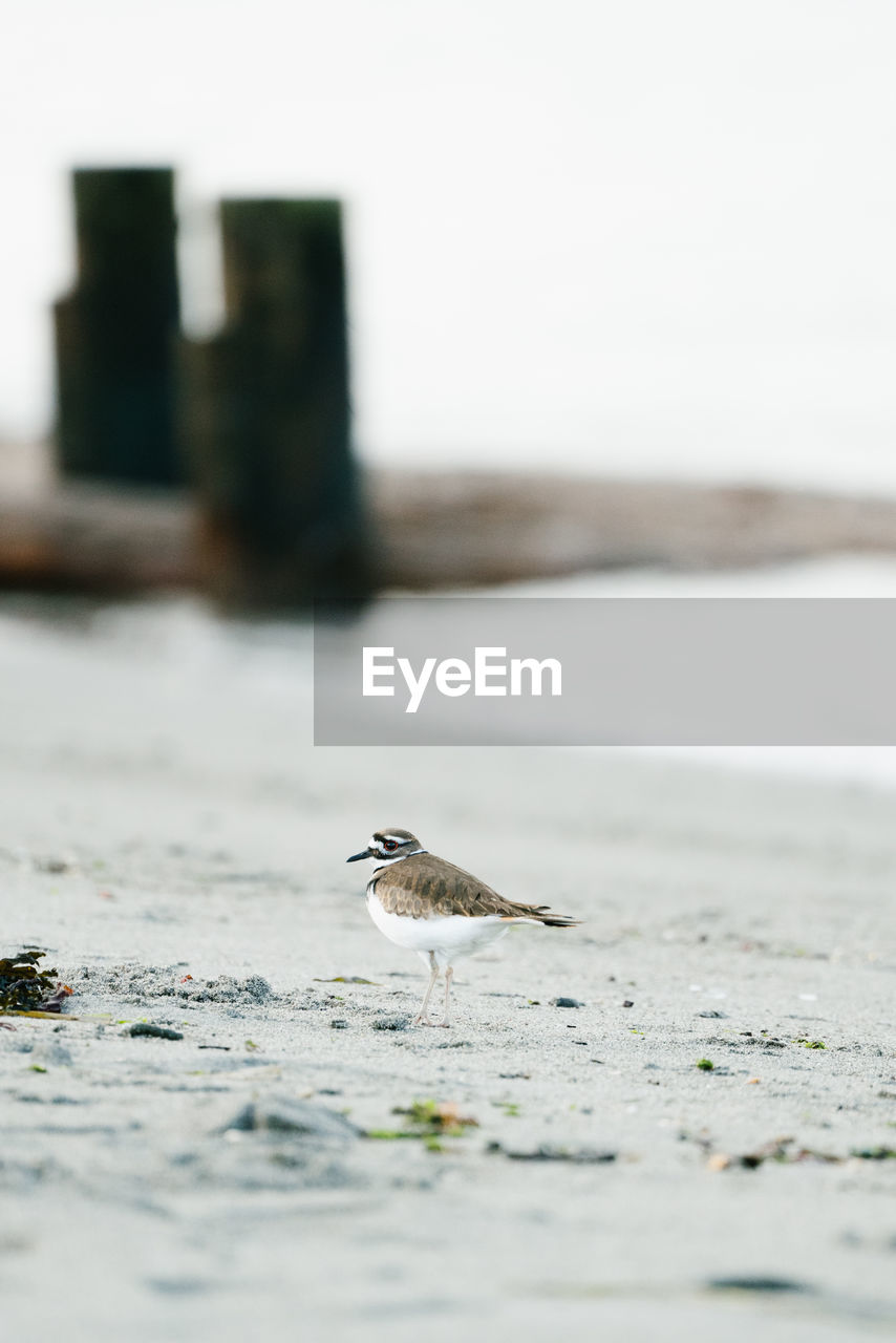 Portrait of a killdeer bird on a puget sound beach in greater seattle