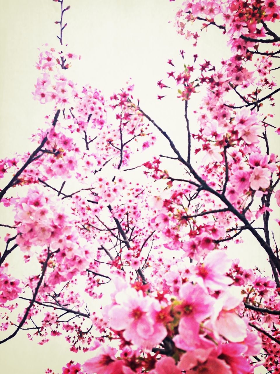 Low angle view of cherry blossom