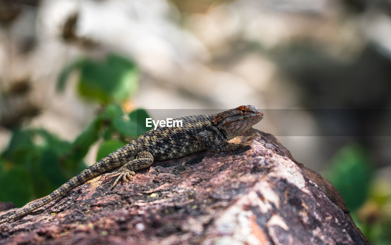 animal themes, animal wildlife, animal, one animal, wildlife, reptile, lizard, nature, close-up, tree, no people, macro photography, environment, rock, outdoors, plant, wall lizard, travel destinations, iguana, selective focus, forest, land, day, side view, amphibian