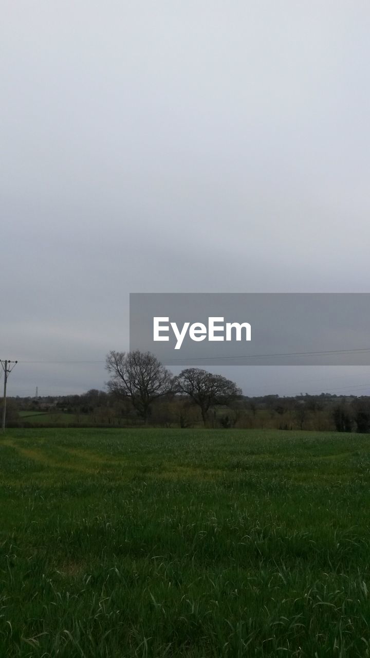 TREES ON GRASSY FIELD