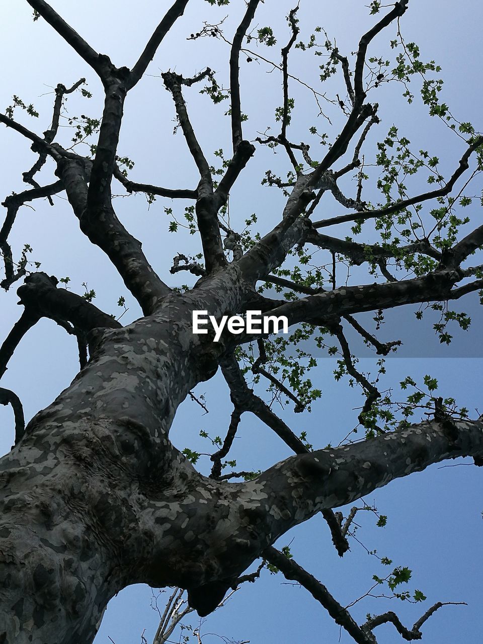 CLOSE-UP OF BRANCH AGAINST SKY