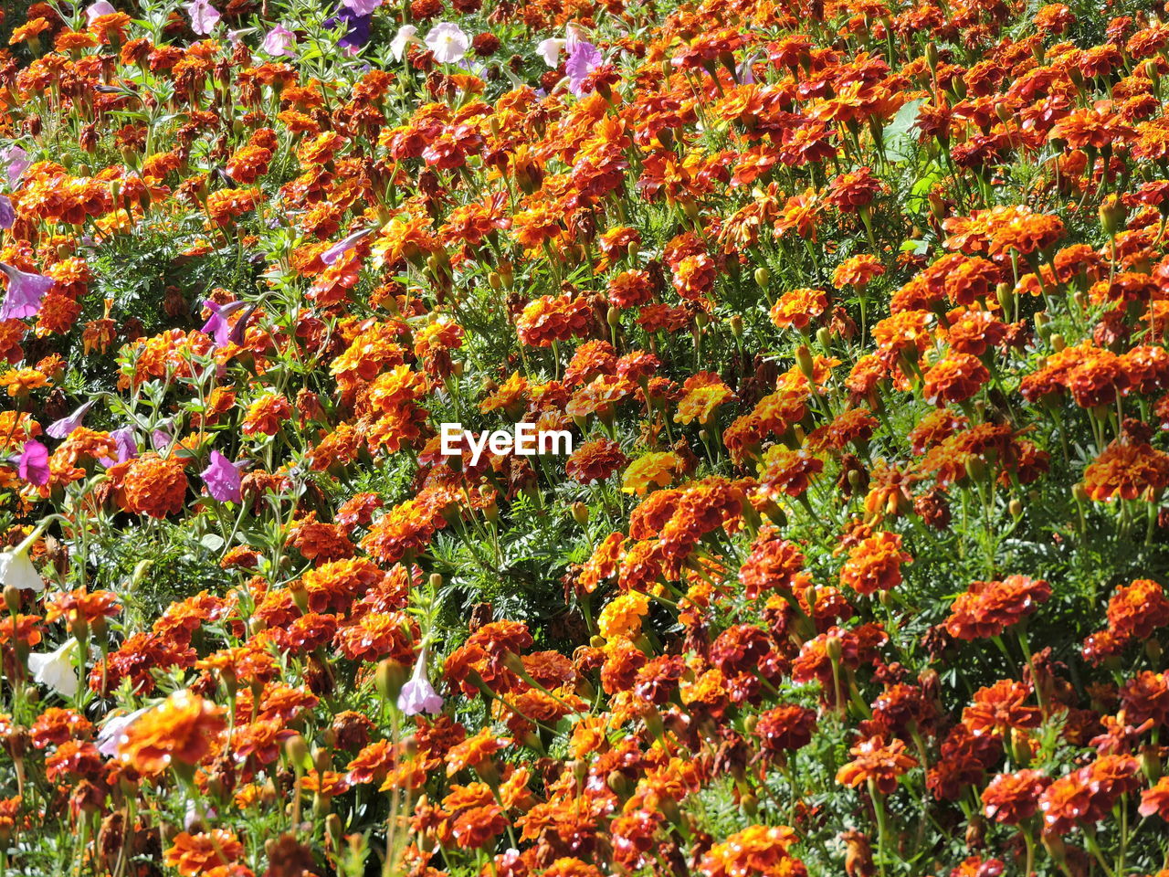 FULL FRAME SHOT OF FLOWERS IN FIELD