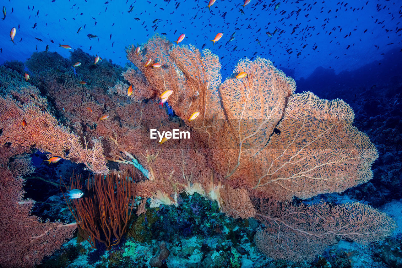 Gorgonain fancoral at a colorful reef of the red sea