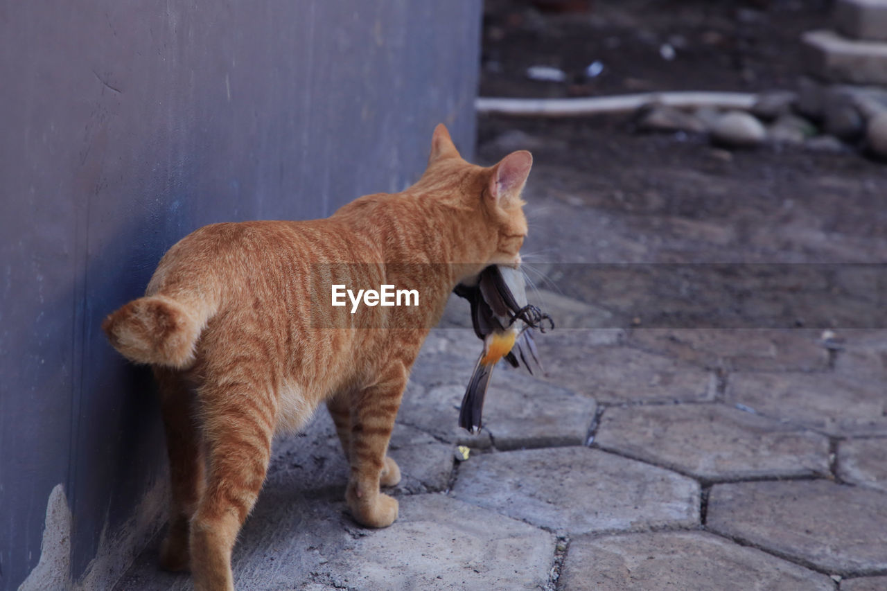 CAT STANDING ON FOOTPATH