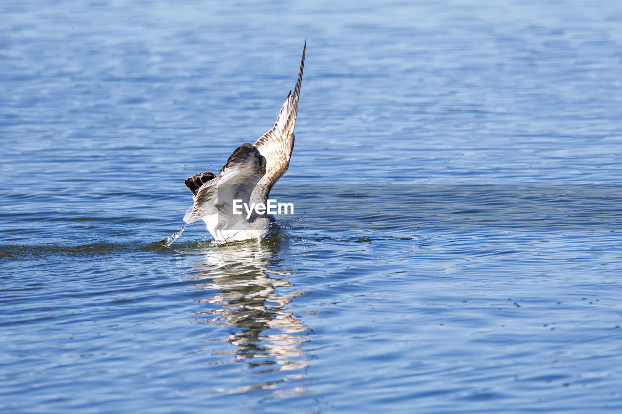 animal themes, animal, animal wildlife, wildlife, water, bird, one animal, sea, nature, flying, no people, wing, day, spread wings, outdoors, waterfront, beauty in nature, animal body part, motion