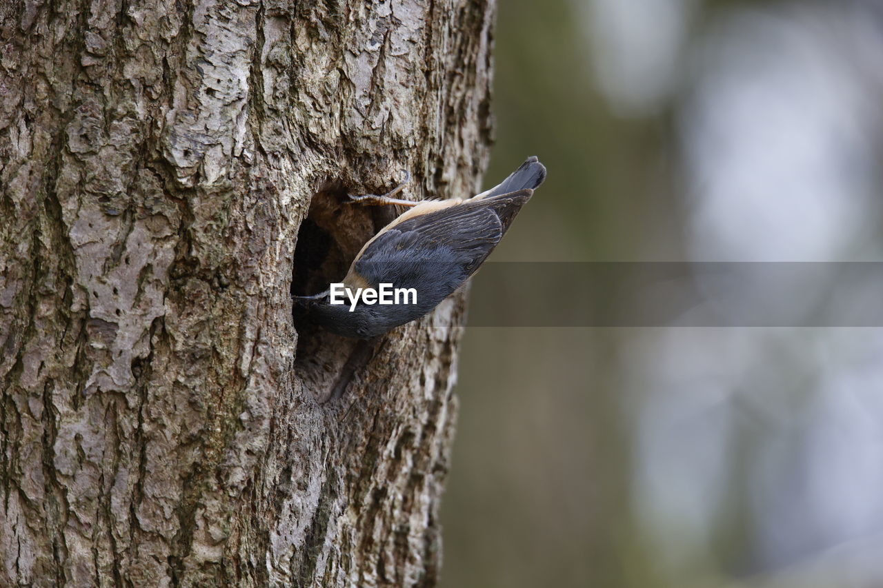 animal themes, animal wildlife, animal, wildlife, tree trunk, trunk, one animal, tree, nature, bird, branch, close-up, plant, focus on foreground, no people, day, outdoors, perching, plant bark, leaf, textured, woodpecker