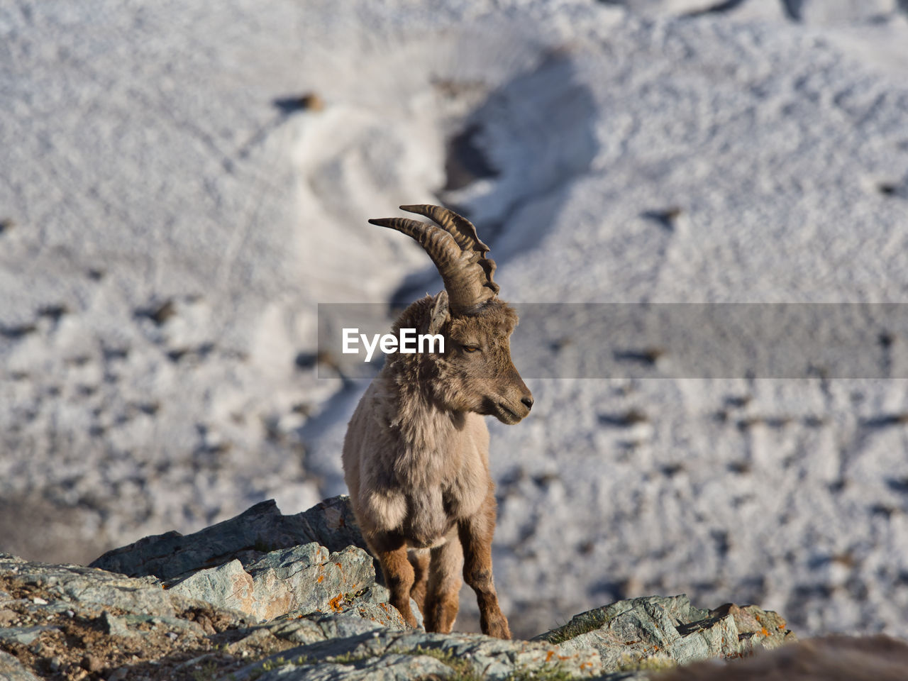 Young ibex by rocky terrain high above glacier