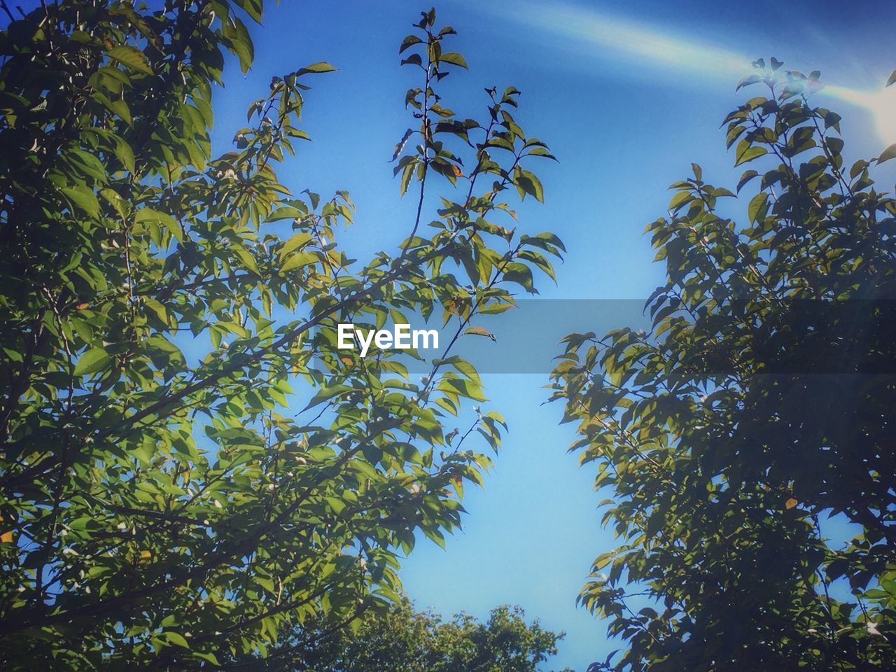 LOW ANGLE VIEW OF TREES AGAINST SKY