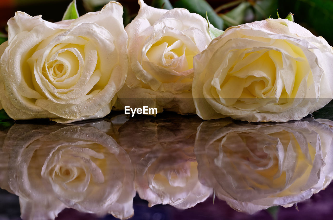 Close-up of roses and their reflection