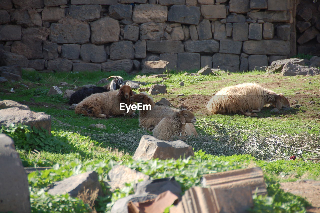 VIEW OF SHEEP ON GRASSLAND