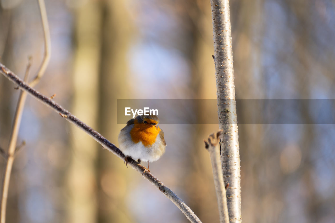 BIRD PERCHING ON A BRANCH