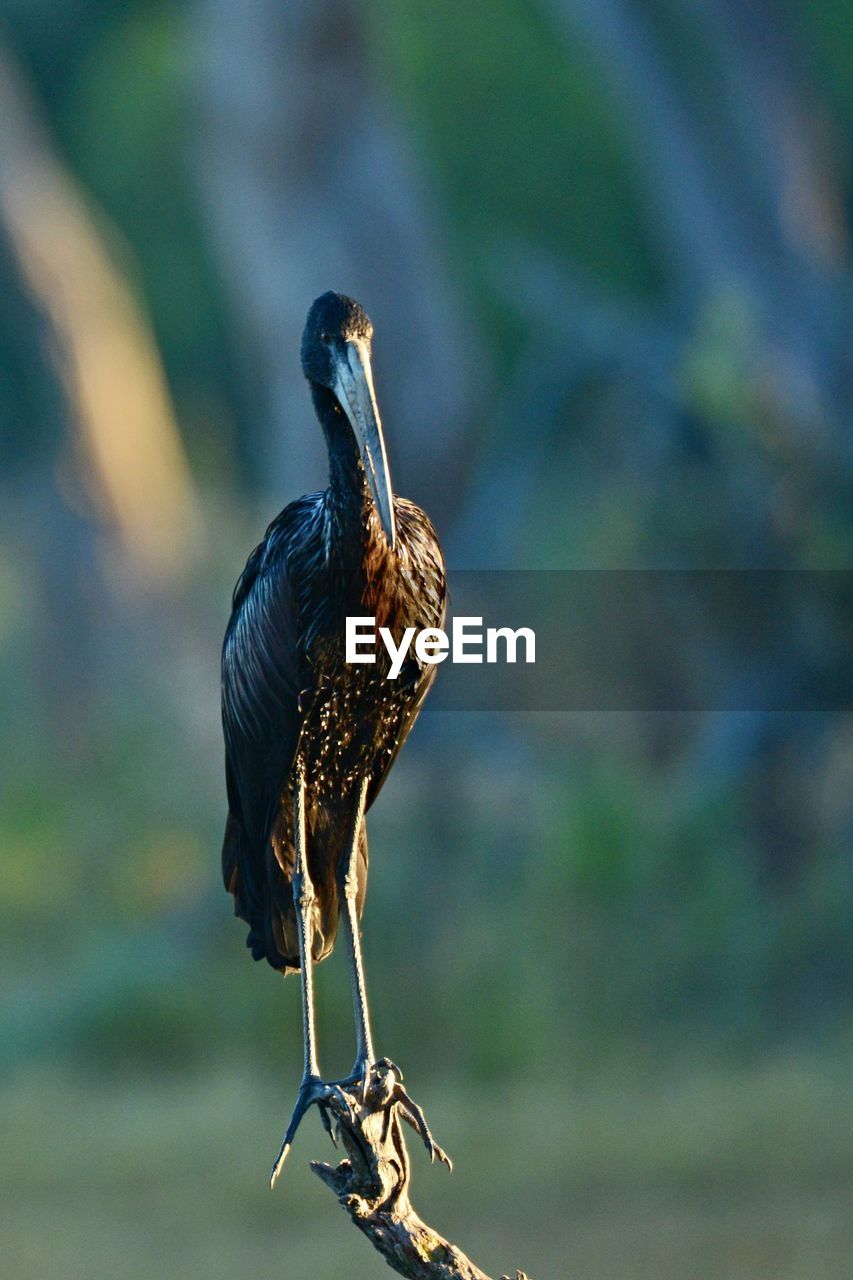 Close-up of bird perching on branch