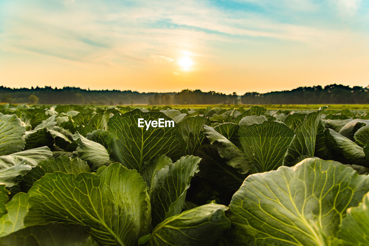 Cabbage growing on field against sky during sunset