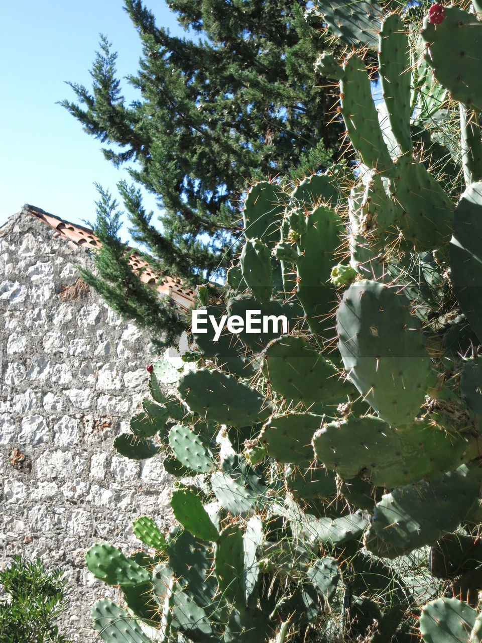 Low angle view of cactus growing against house