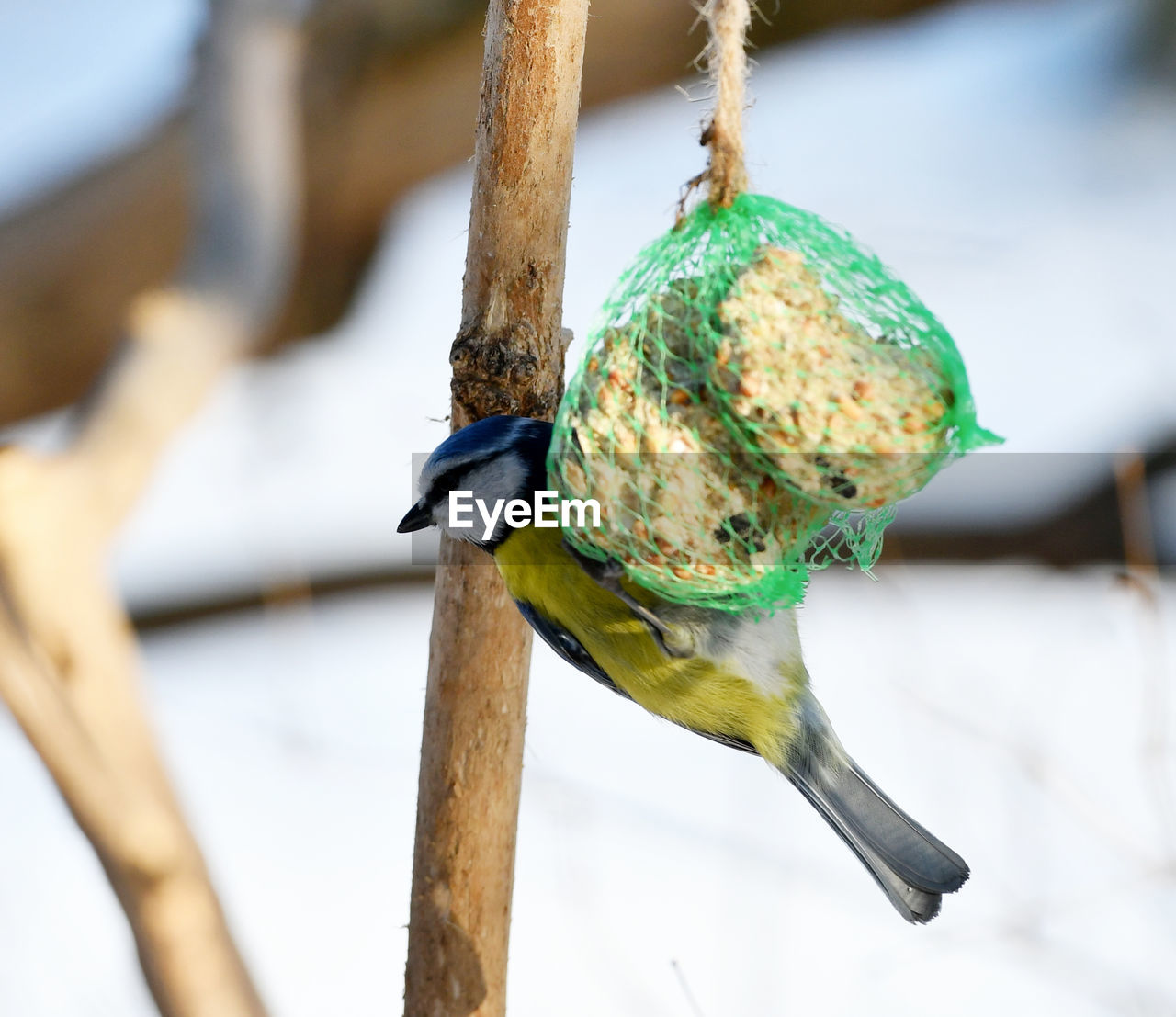 CLOSE-UP OF A BIRD PERCHING ON A BRANCH