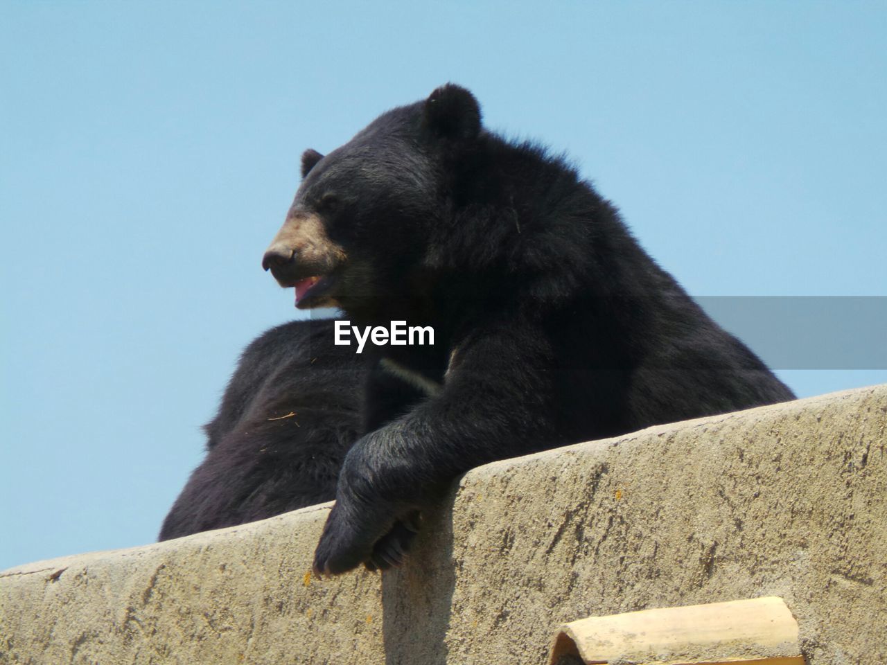 Low angle view of black bear on retaining wall against clear blue sky