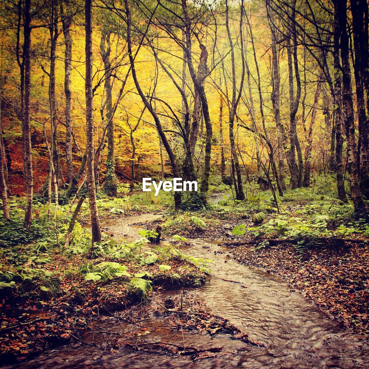 VIEW OF TREES IN FOREST