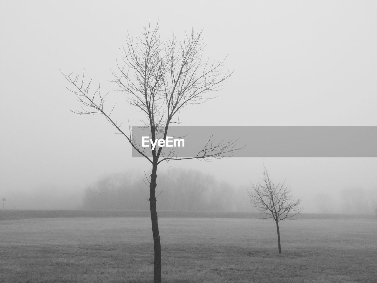 Bare tree on landscape against clear sky