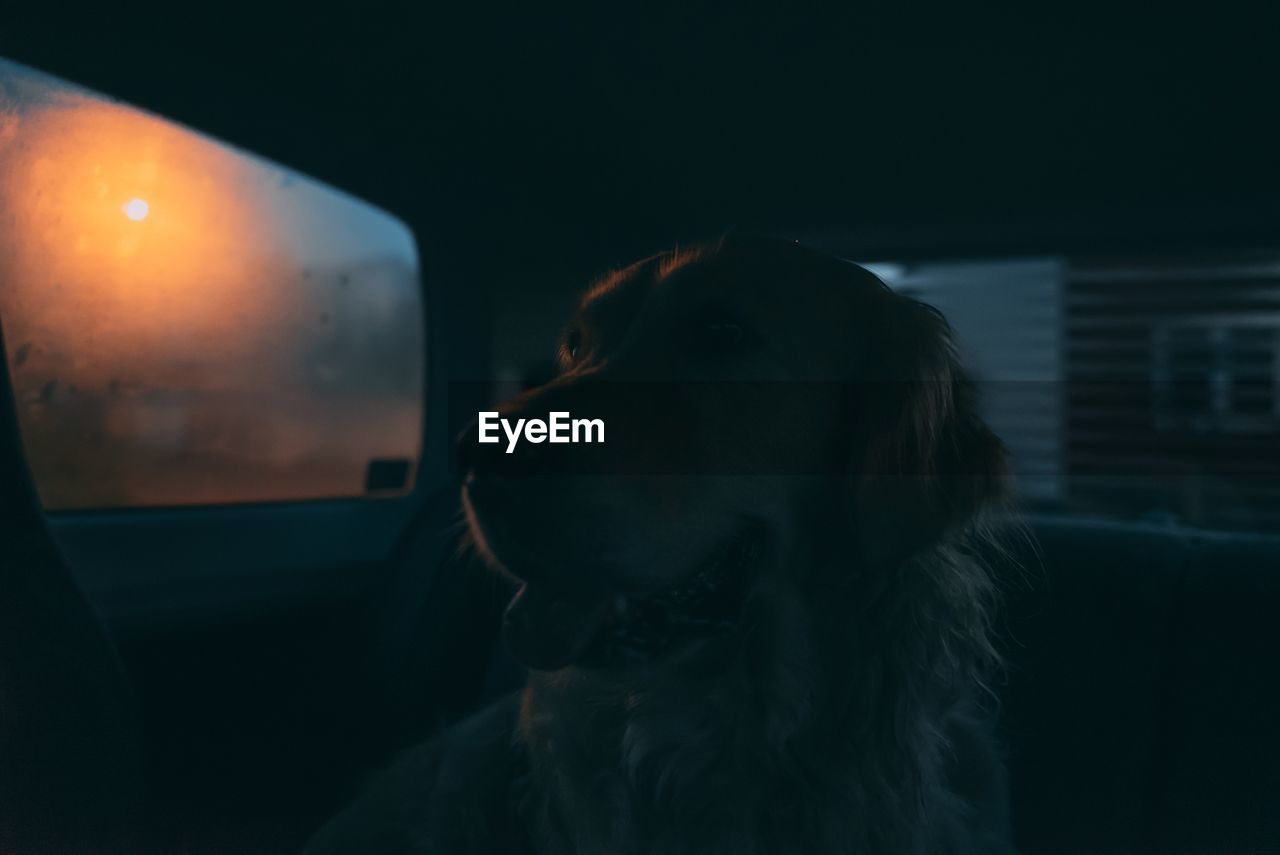 Dog looking in car during sunset