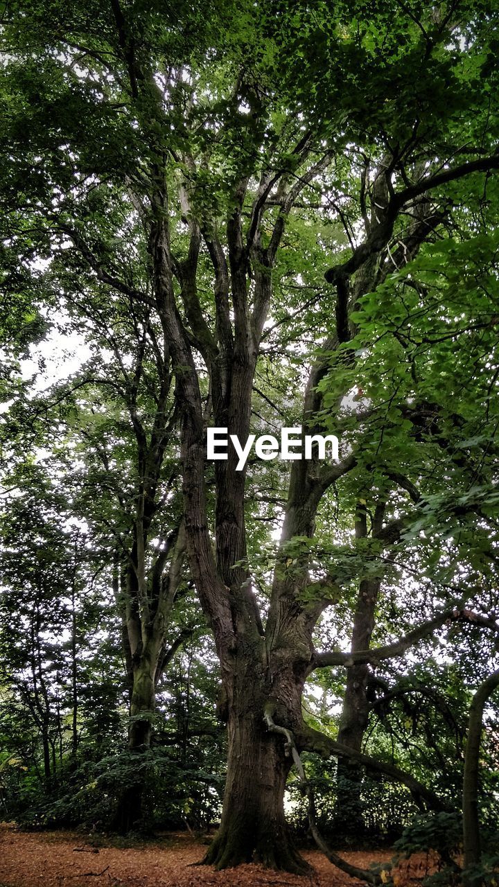 LOW ANGLE VIEW OF TREE TRUNKS IN FOREST