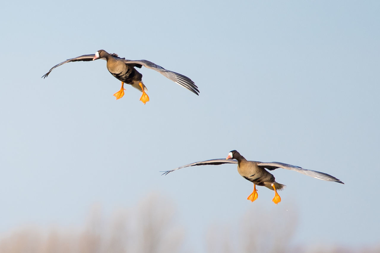 Birds flying against clear sky