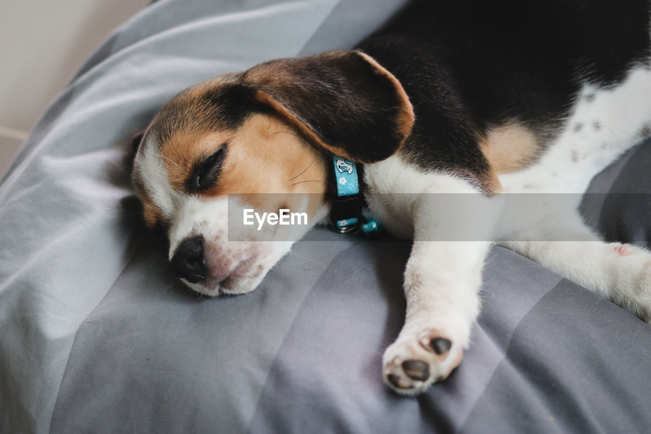 close-up of dog sleeping on bed at home
