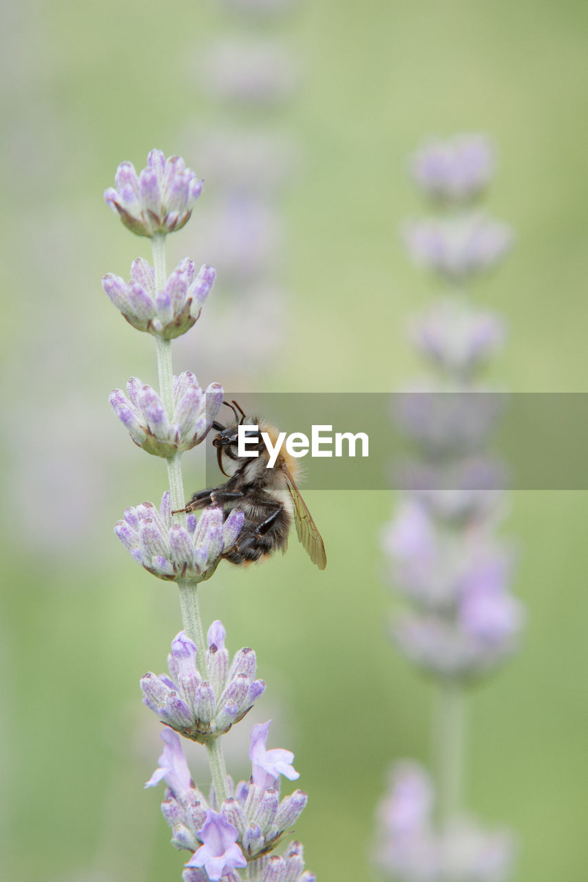 CLOSE-UP OF BEE POLLINATING ON FLOWER