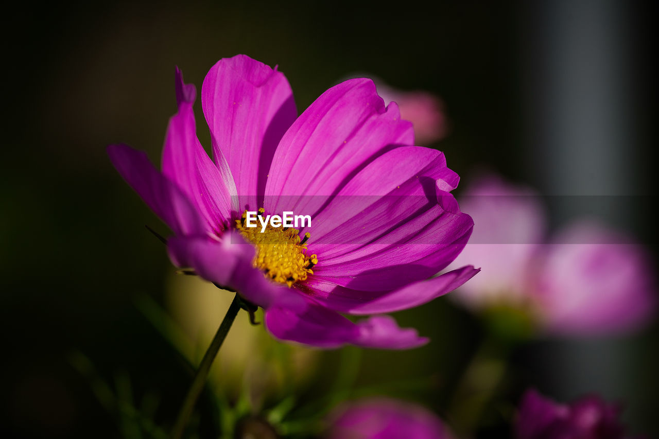 Close-up of pink cosmos flower