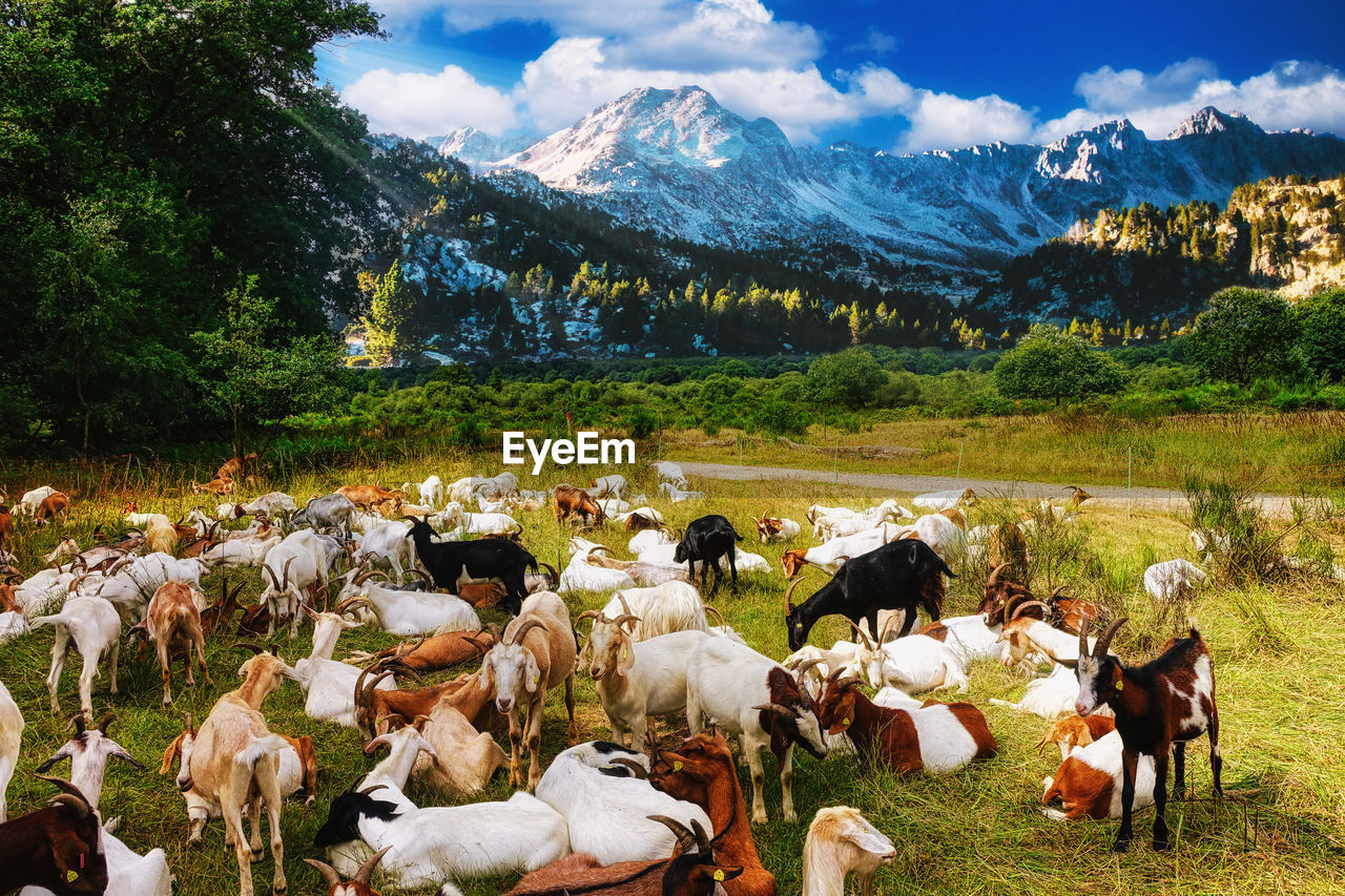 Goats on field against mountains. 