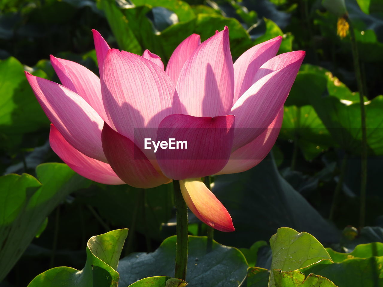 Close-up of pink lotus 