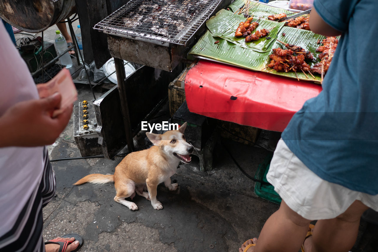 High angle view of dog sitting on road