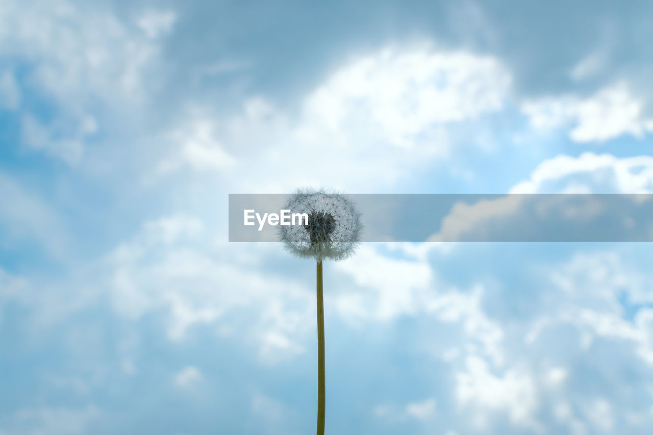 LOW ANGLE VIEW OF DANDELION ON PLANT AGAINST SKY