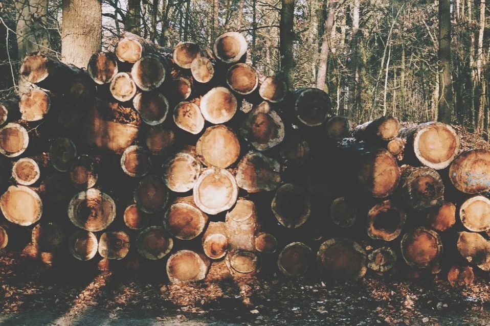 STACK OF LOGS IN FOREST