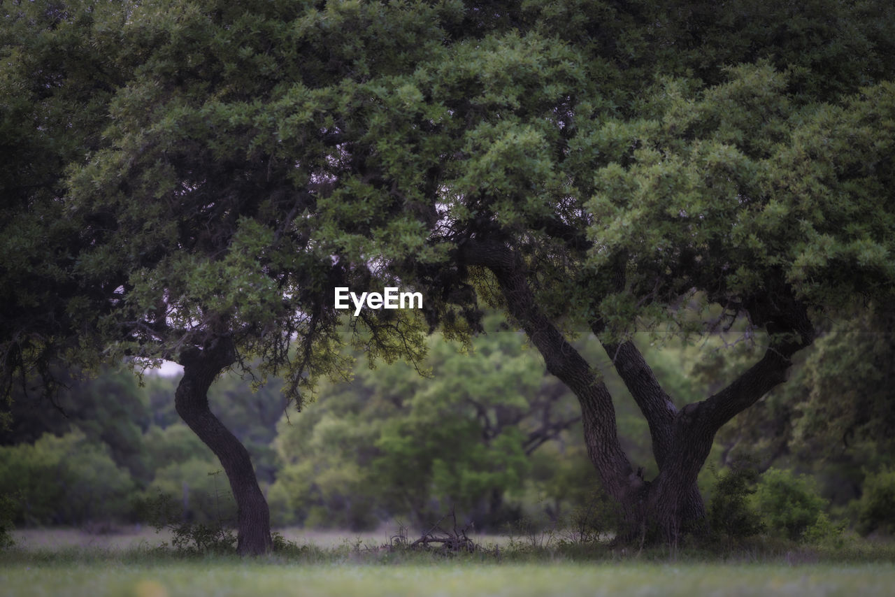 Trees growing in forest