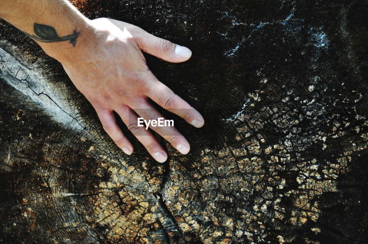 Cropped hand touching tree stump