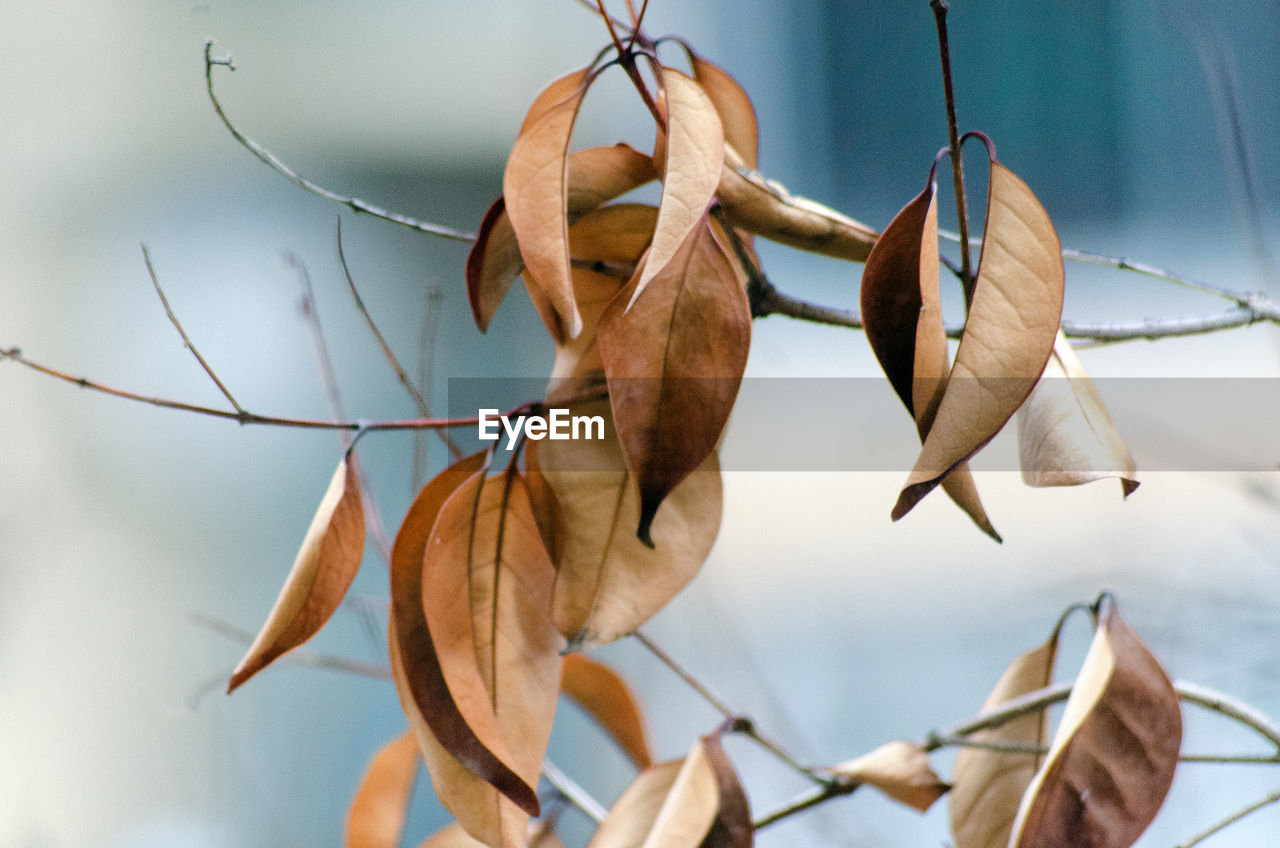 Close-up of dry leaves on plant