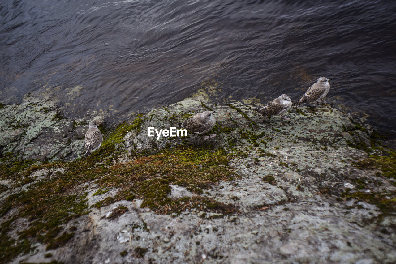 High angle view of great black-backed gulls on rock by lake