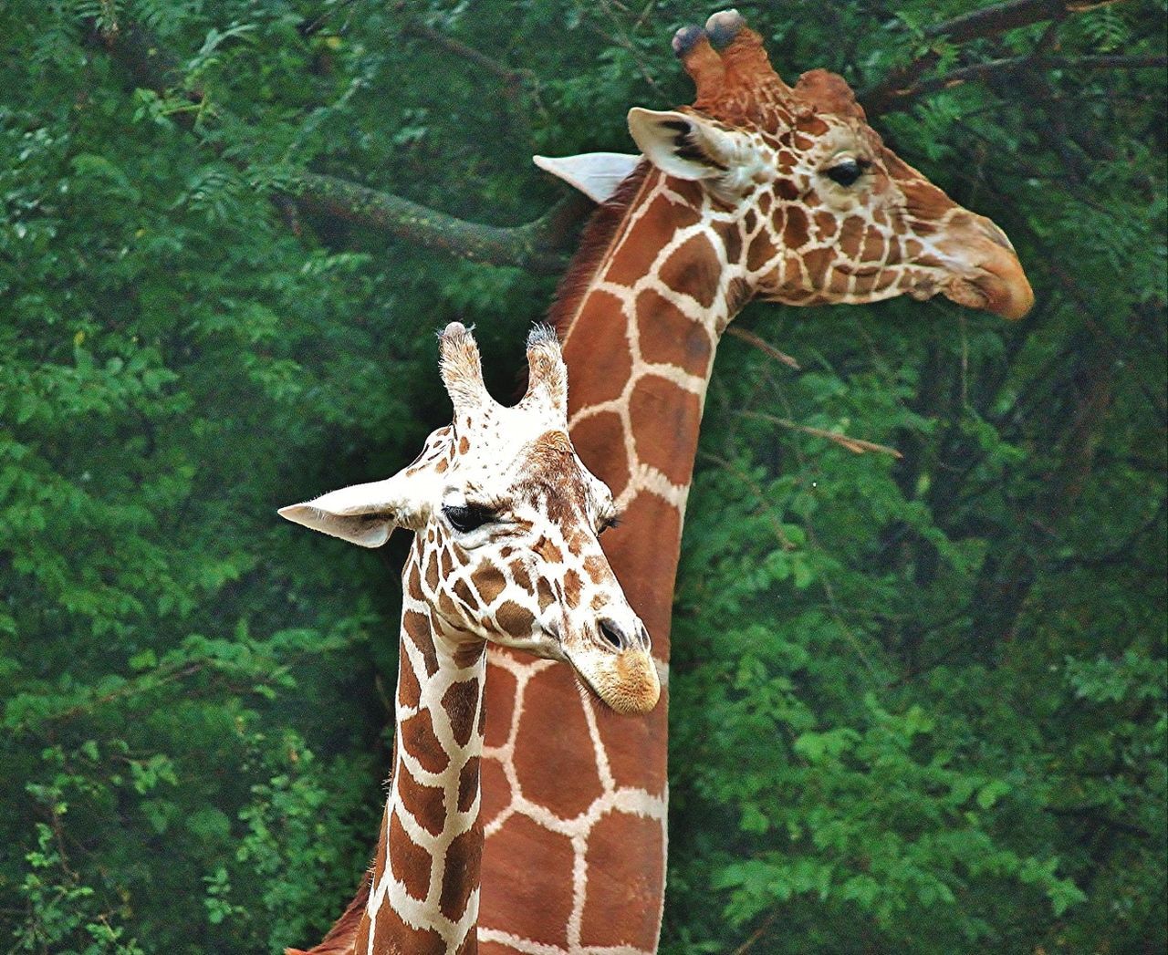 Close up of giraffe in forest
